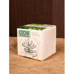 Набор для выращивания «Экокуб», сосна